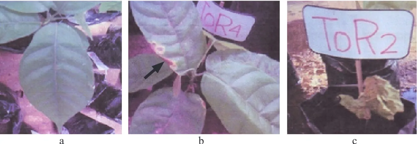 Gambar 1  Bibit tanaman kakao. a, Diberi perlakuan Trichoderma asperellum, tanpa gejala  hawar daun Phytophthora; b, Tanpa perlakuan (kontrol), gejala hawar daun Phytophthora yang  dimulai dari tepi daun; dan c, Tanpa perlakuan (kontrol), tanaman mati.