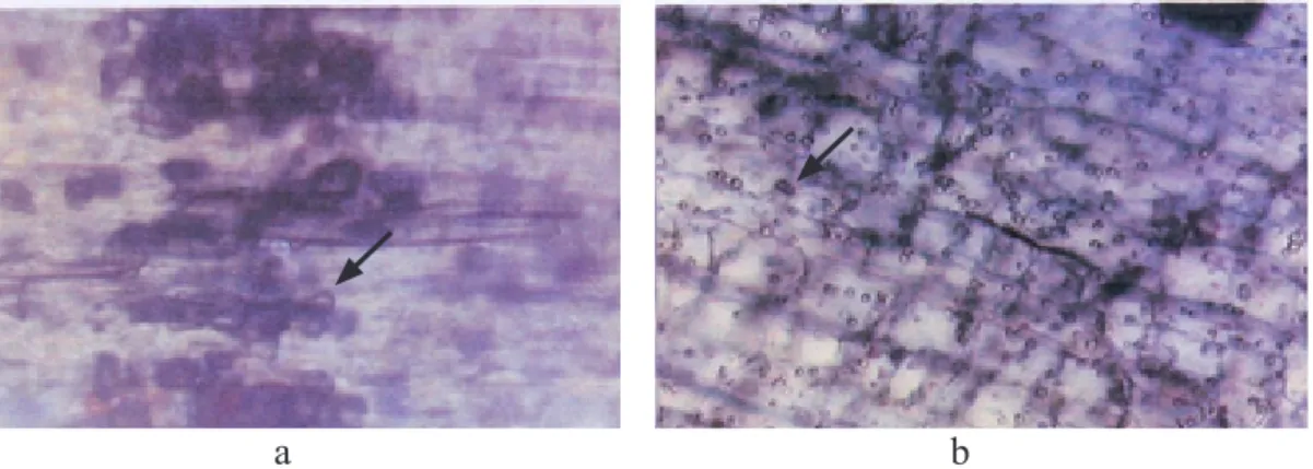 Gambar 2  Pengamatan mikroskopik spora Trichoderma asperellum dengan pewarnaan pada  jaringan batang kakao