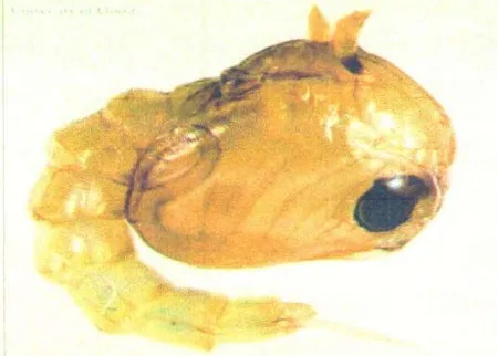 Gambar 2.3. Larva Culex quinquefasciatus 