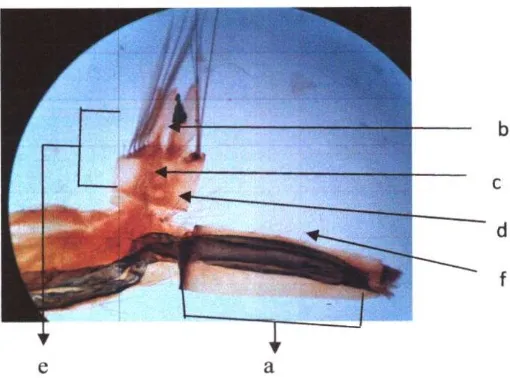 Gambar 4.2 Larva Culex quinquefasciatus (Bagian bawah) 