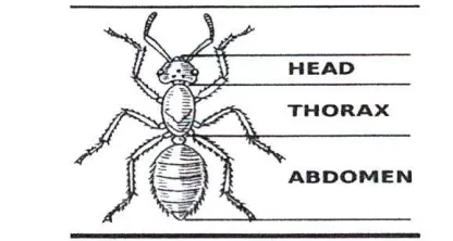 Gambar Letak Kepala, Dada, dan Perut Semut {Lasiusfuliginosus V) 