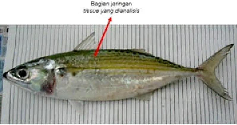 Gambar 2. Ikan banyar (Rastrelliger kanagurta) yang dianalisis dan posisi daging yang diambil
