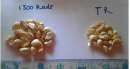 Gambar 3: Massa per 25 siung bawang putih  lokal Timor hasil radiasi multigamma. 