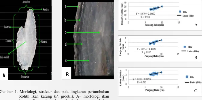 Gambar  1.  Morfologi,  struktur  dan  pola  lingkaran  pertumbuhan  otolith  ikan  katung  (P