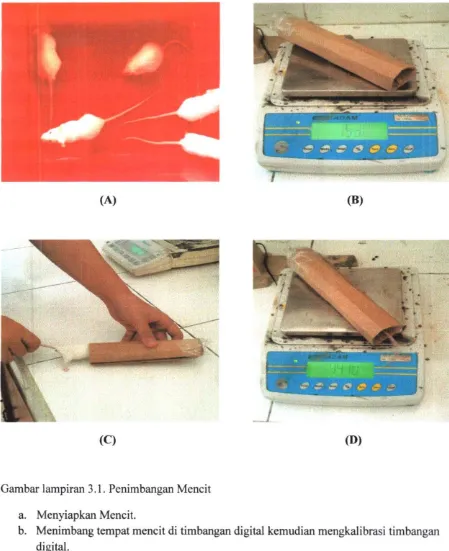Gambar lampiran 3.1. Penimbangan Mencit 