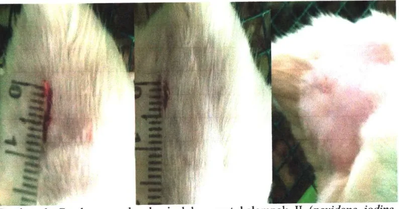 Gambar 7. Gambaran makroskopis luka sayat kelompok III (ekstrak daun 
