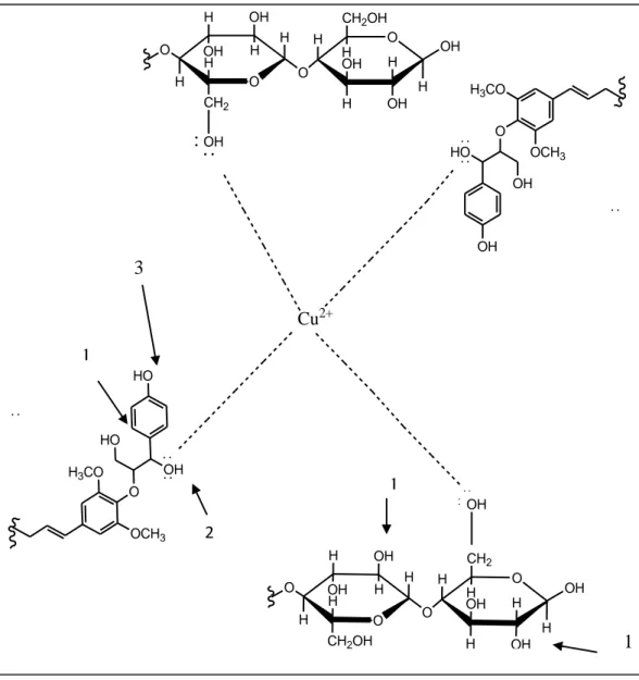 Gambar 13. Interaksi antara Cu(II) dengan selulosa dan lignin 