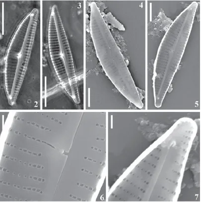 Gambar Encyonema amazonianum. Figs. 2-3. LM, frustules in valve view. Figs. 4-7. SEM. Fig