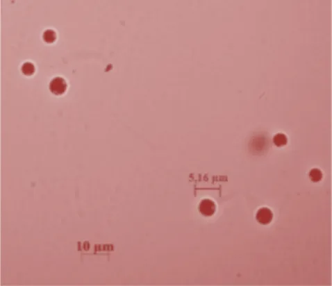 Gambar 1 P. cruentum hari ke-40 kultur (Figure 1 Cells of P. cruentum at day 40) 