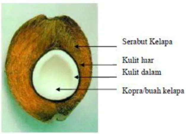 Gambar 1.Bagian buah kelapa 