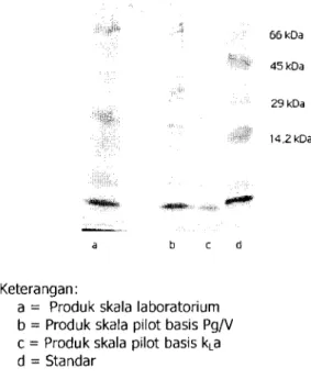Gambar 3  Pola  pita  protein  produk bioinsektisida 