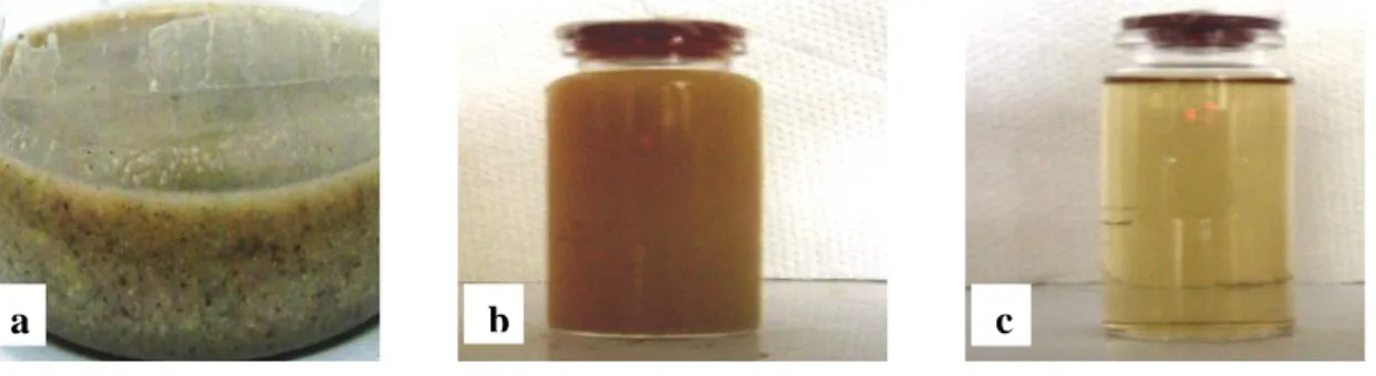 Gambar  7.  Gel  koloidal  hasil  proses  gelatinisasi  whole  grain  sorgum  (Sorgum  bicolor  L