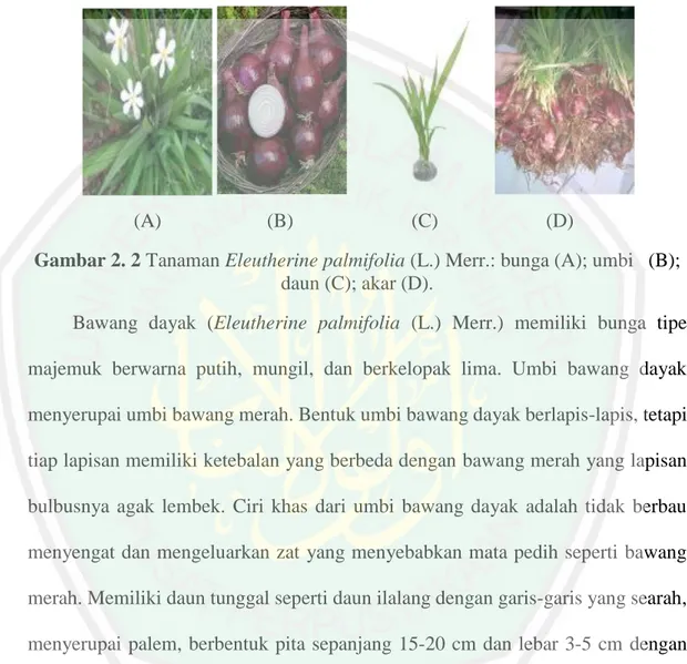 Gambar 2. 2 Tanaman Eleutherine palmifolia (L.) Merr.: bunga (A); umbi   (B);  daun (C); akar (D)