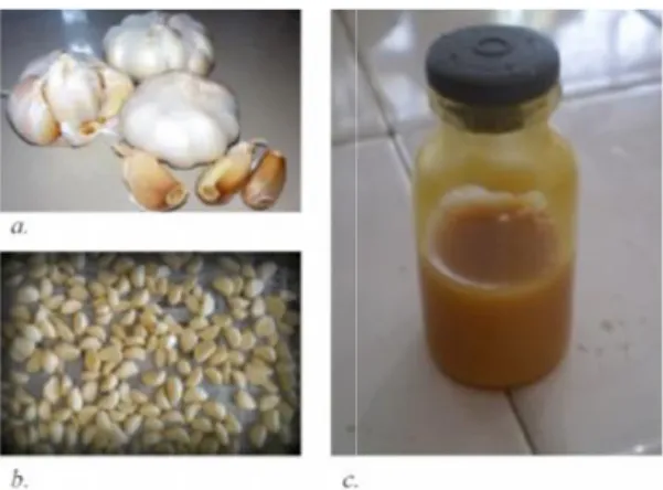 Gambar  1.  a.  bawang  putih segar;  b.  simpl c.ekstrak petrole