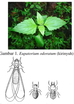 Gambar 1.  Eupatorium odoratum (kirinyuh)