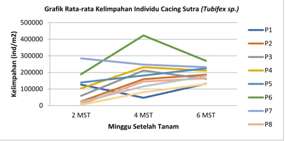 Grafik Rata-rata Kelimpahan Individu Cacing Sutra (Tubifex sp.)
