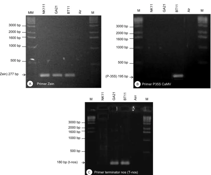 Gambar 2.  Elektroforesis gel hasil  amplifikasi  PCR kualitatif untuk deteksi  jagung  PRG event BT11 dan  GA21