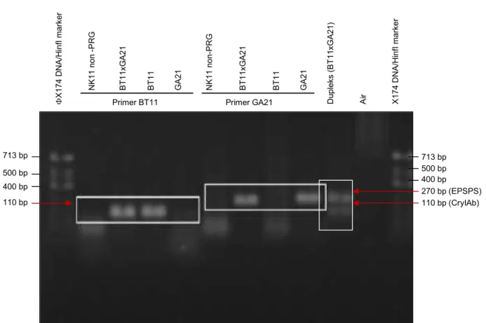 Gambar 3.  Elekroforesis  gel  hasil  amplifikasi  PCR  kualitatif  untuk  deteksi  jagung  PRG  event  GA21  dan  BT11  dengan  primer  spesifik  secara  simpleks dan dupleks