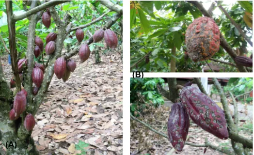 Gambar 1. Kesehatan Buah di Kebun Kelompok Tani Bunga Coklat (A) dan Kelompok Tani  Mattiro-deceng (B) 