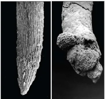 Gambar 1 .  Elektron  mikrograf  pengaruh  keracunan  aluminium  (Al 3+ )  terhadap  perkembangan  akar  tanaman  gandum  (Delhaize  dan  Ryan,  1995)