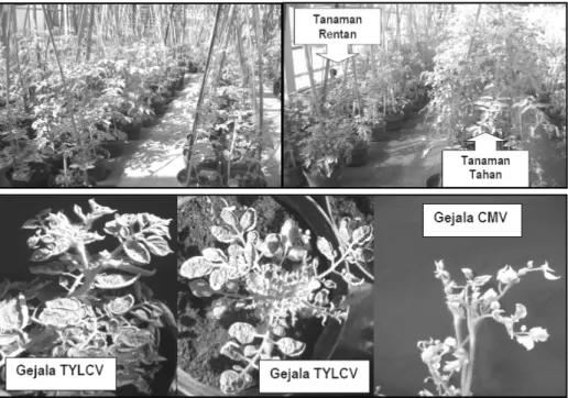 Gambar 3. Respon berbagai galur tomat PRG hasil persilangan ganda dan tomat non PRG terhadap  serangan virus TYLCV dan CMV di rumah kaca, FUT, BB-Biogen Bogor tahun 2009