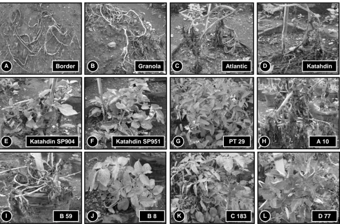 Gambar 1.  Respon berbagai varietas kentang non PRG dan PRG terhadap serangan Phytophthora infestans pada 77 hari setelah  tanam di lapangan uji terbatas, Pasirsaronge tahun 2008