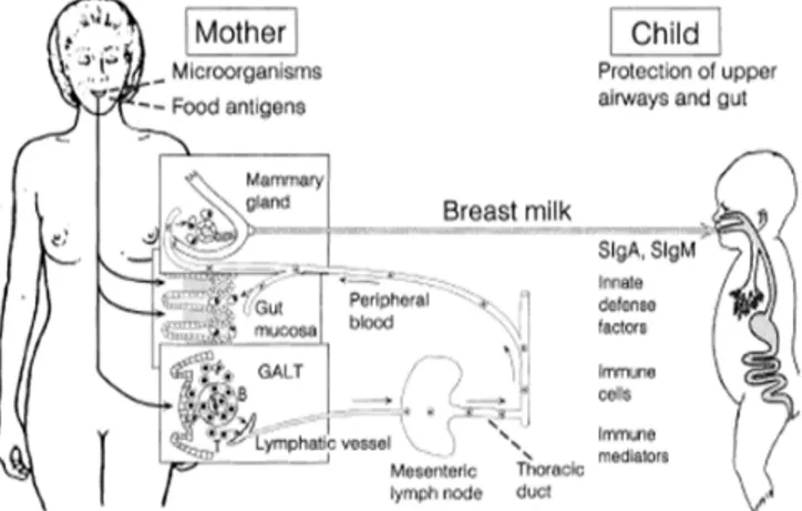 Gambar 3.  Integrasi imunitas mukosal antara ibu dan anak