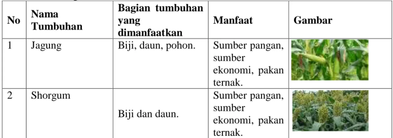 Tabel  2.  Tumbuhan  umbi-umbian  sebagai  bahan  pangan  dan  sumber  ekonomi  bagi  petani di Kecamatan Talango