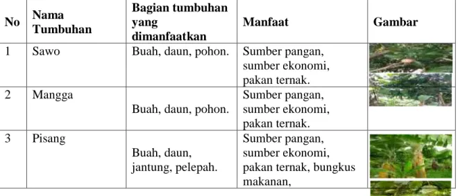 Tabel 5. Tumbuhan buah sebagai bahan pangan dan sumber ekonomi bagi petani di  Kecamatan Talango