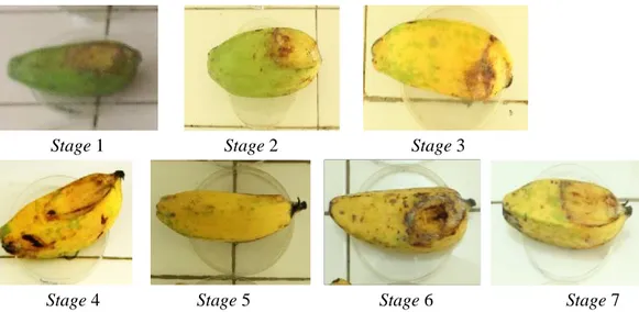 Gambar 10. Warna kulit buah pisang kepok pada setiap stage kematangan