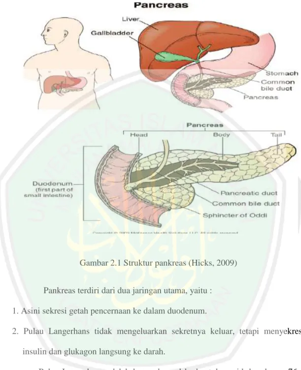 Gambar 2.1 Struktur pankreas (Hicks, 2009) 
