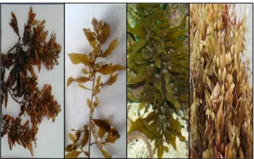 Gambar .1. Beberapa jenis Sargassum sp ( Kadi.A.2005) 