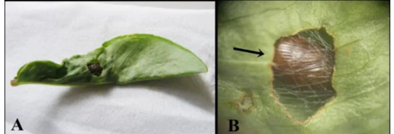 Gambar  6  Hama penggulung daun L. indicate;a, gejala daun tergulung/terjalin; b,  pupa dalam gulungan daun 