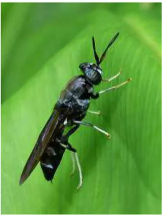 Gambar 3.3  Lalat tentara hitam (H. illucens) tahap dewasa 