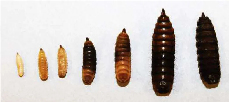 Gambar 3.5  H. illucens tahap larva hingga pupa 