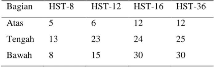 Tabel 1 Jumlah daun pada HST-8, HST-12, HST-16, dan  HST-36. 