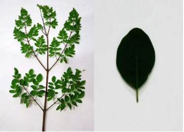 Gambar 1. Pohon Kelor (Moringa oleifera Lam.) 