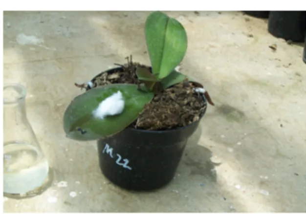 Gambar 1.  Metode inokulasi  P. viridiflava pada anggrek Phalaenopsis secara pin pricking (Inoculation method  of P
