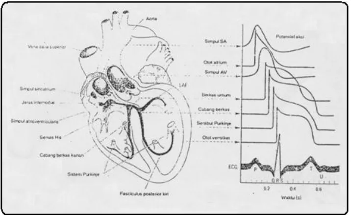 Gambar 2-1. Struktur sistem konduksi elektrik jantung 