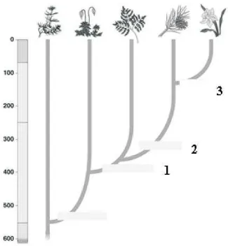 Gambar di atas menggambarkan sebuah pendapat mengenai sejarah evolusi pada kerajaan tumbuhan
