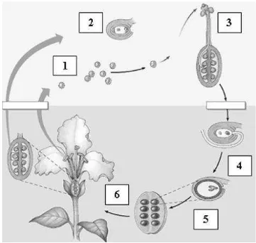 Gambar di atas merupakan siklus hidup angiospermae. Proses manakah (yang ditunjukkan dengan angka) yang terjadi pada fase gametofit : 