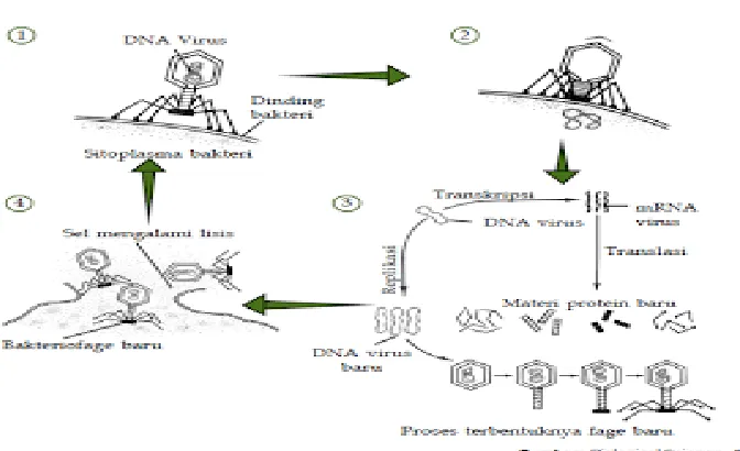 Gambar 1.1 Daur Litik Virus