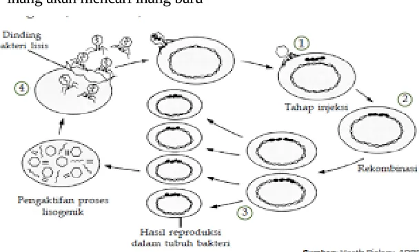 Gambar 1.2 Daur Lisogenik Virus