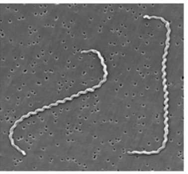 Gambar 2.1. L. interrogans serovar icterohaemorrhagiae strain RGA batas          sampai 0,2-µm filter membran 5   