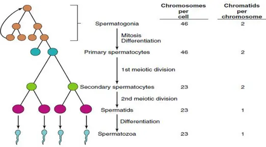 Gambar 1.  Skema proses Spermatogenesis 9