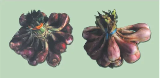 Gambar  1.  Bentuk  dan  warna  bawang  merah  lokal  Palu  (Kanan)  dibanding  bawang merah biasa (kiri)