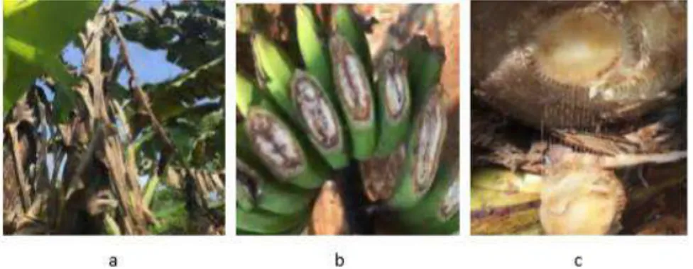 Gambar 1. Gambar tanaman pisang yang menunjukkan adanya gejala  penyakit darah   a) Daun, b) Buah, c) Batang  