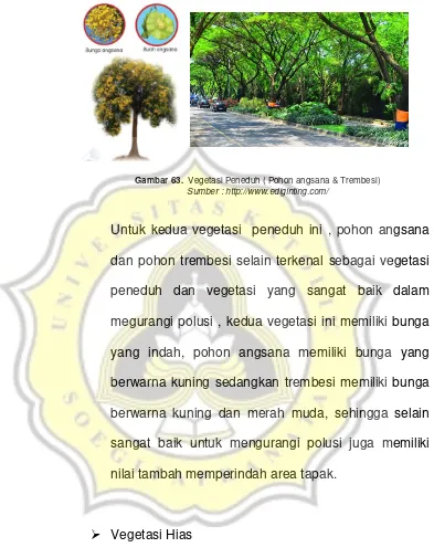 Gambar 63.  Vegetasi Peneduh ( Pohon angsana & Trembesi)  