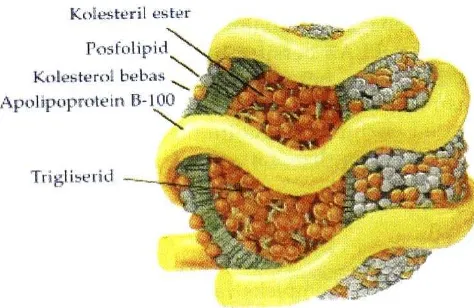 Gambar 2.1 Struktur lipoprotein (21) 
