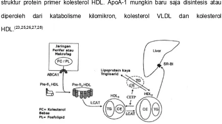Gambar 2.2 Mekanisme transport kolesterol terbalik (23) 